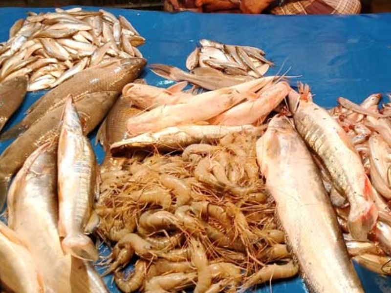 ৪০ প্রজাতির দেশি মাছ পুনরুদ্ধার হয়েছে